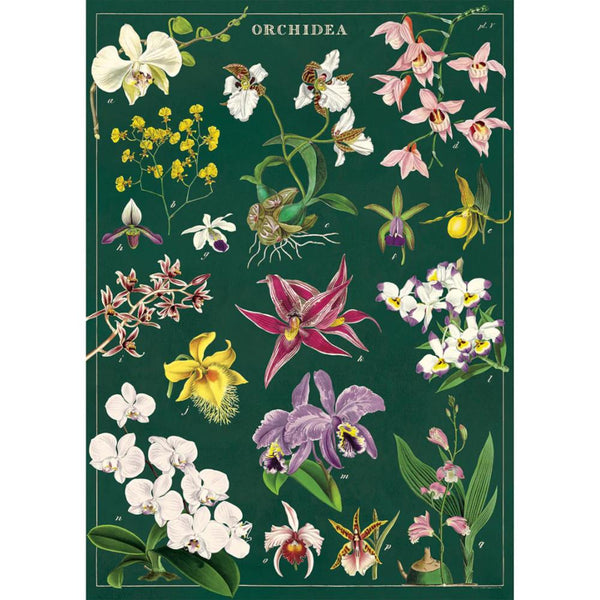 Cavallini Vintage Art Poster - Orchid (Ó)