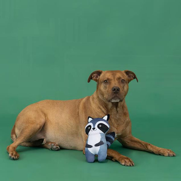 Fringe Studio Dog Toy - Riley Raccoon