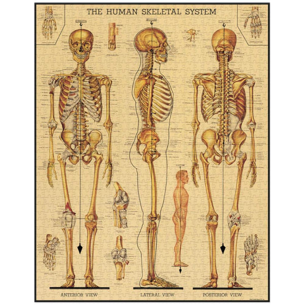 Cavallini 1000pc Vintage Puzzle - Skeletal System