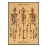 Cavallini Vintage Art Poster - The Skeletal System (Ó)