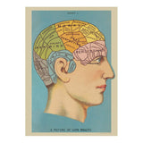 Cavallini Vintage Art Poster - Phrenology (Ó)