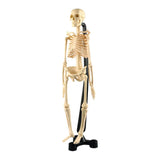 Nu Look Mini Human Skeleton Model