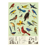 Cavallini Vintage Art Poster - Study of Birds